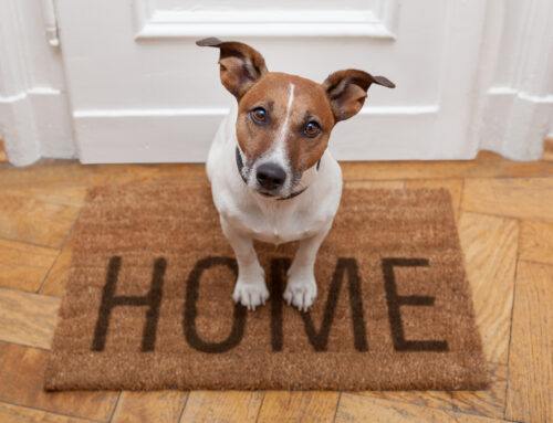 Pet-Friendly Cleaning: Cardinal Cleaning’s Guide for Pet Owners